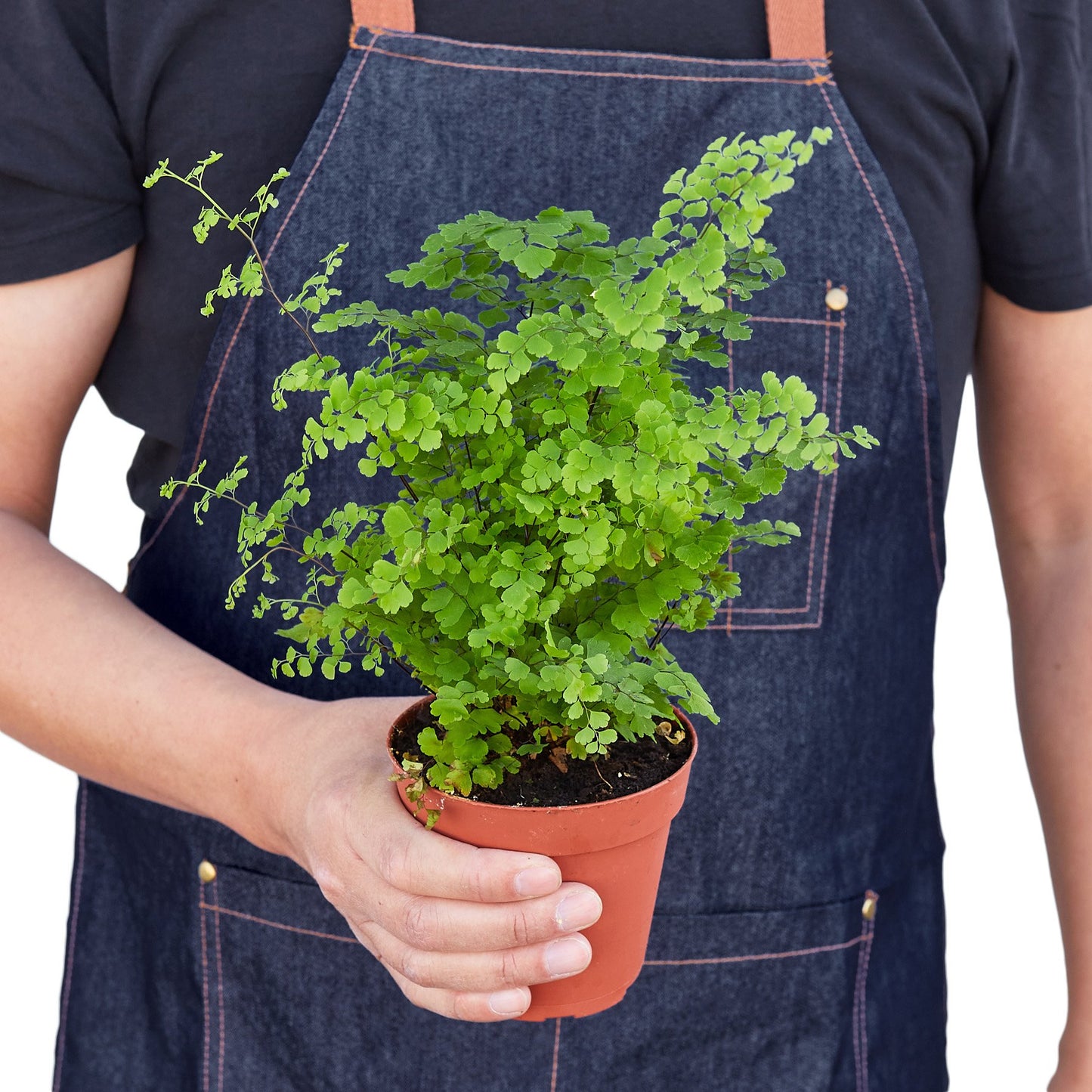 Maidenhair Fern - Plants Planted