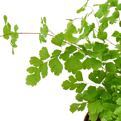 Maidenhair Fern - Plants Planted