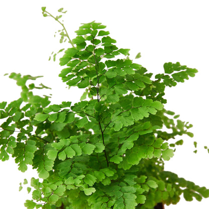 Maidenhair Fern - Plants Planted