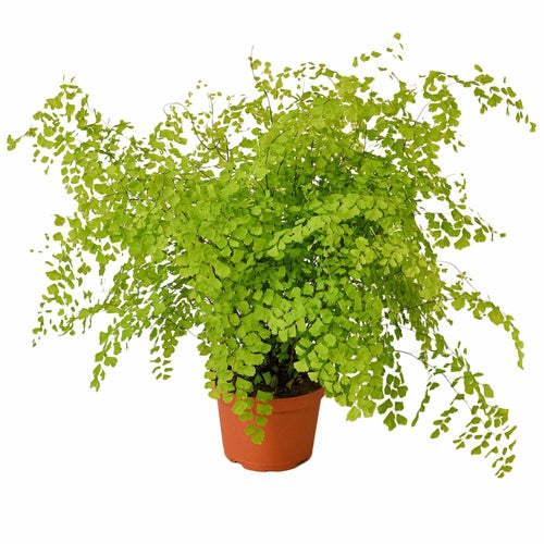 Maidenhair Fern - Plants Planted