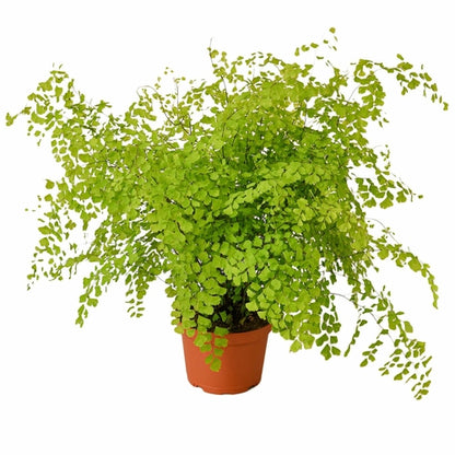 Maidenhair Fern - Plants Planted