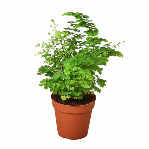 Maidenhair Fern - Plants Planted